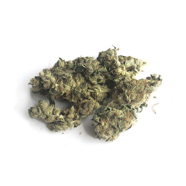 Northern Light Lil Buds